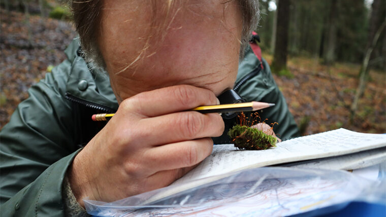 Ihminen katsoo silmään kiinni asetettavalla suurennuslasilla metsässä sammalnäytettä, jonka on kohottanut lähelle silmää.