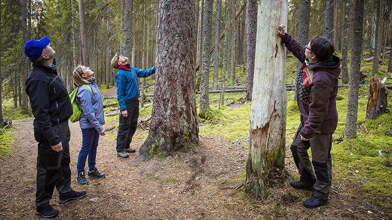 People standing in a forest at the foot of tall, old trees and looking up.