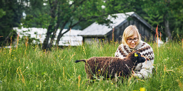 Korkeaa heinää kasvavalla niityllä lammas ja sen vieressä istuva ihminen.