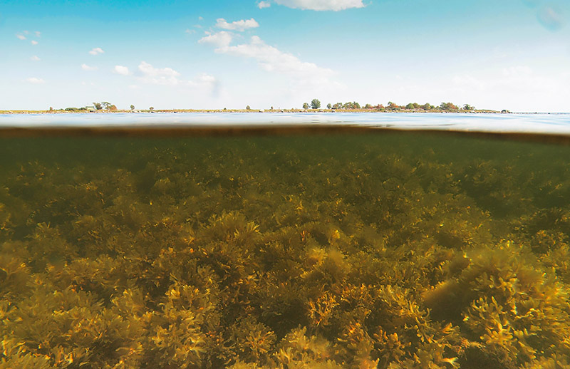 Photo from sea level. Thick underwater vegetation of seaweeds. Above the calm sea surface small low islands with trees and bushes.