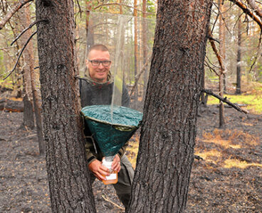 Kahden lähekkäisen puunrungon välissä suppilomainen pyydys ja sen alla purkki, jota ihminen pitelee, taustalla poltettua mäntymetsää.