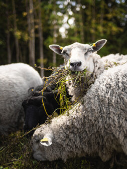 Lampaita lähikuvassa, syövät ruohoa, takana lehtimetsää.