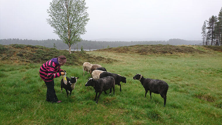 Nainen ruokkii lampaita niityllä.