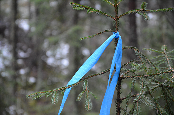 Sininen merkkausnauha metsässä.