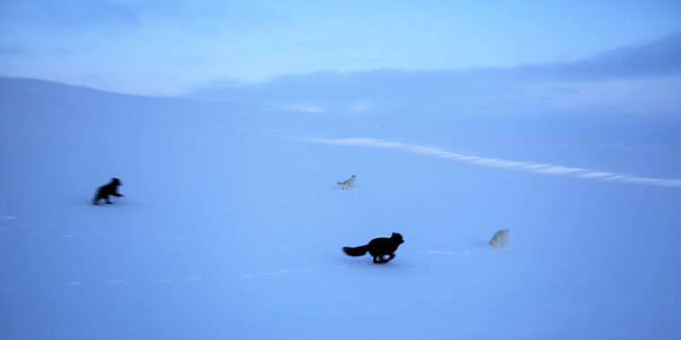 Neljä kettueläintä, naalia, juoksee poispäin kamerasta puuttomalla lumiylängöllä.