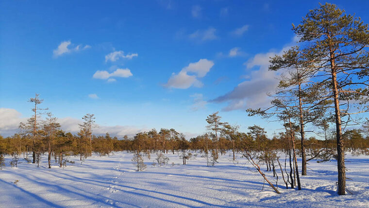 Lumi peittää avointa maasto aurinkoisena talvipäivänä, alueella kasvaa harvakseltaan matalia mäntyjä.