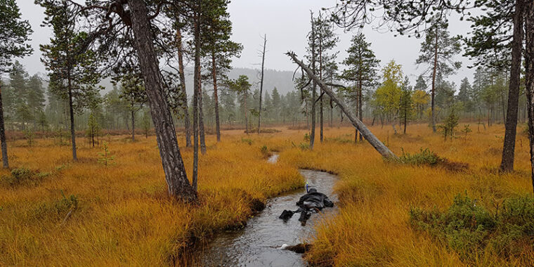 Ihminen sukellusvarusteissa mahallaan matalassa purossa, puron ympärillä ruohikkoa ja harvaa metsää.