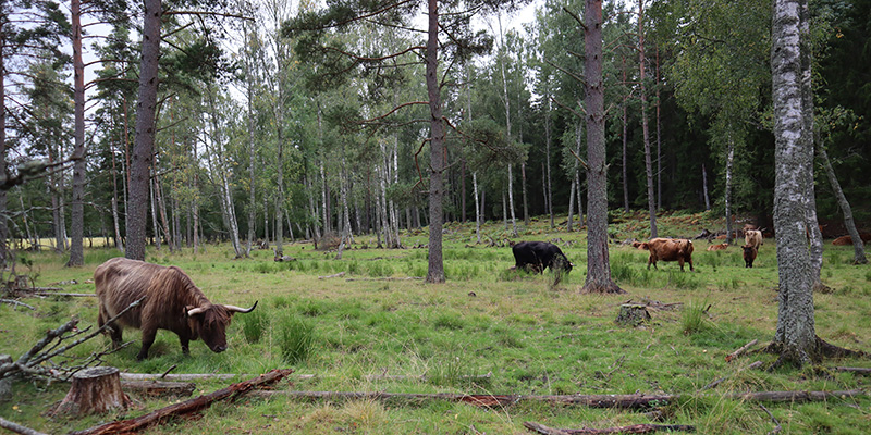 Nötkreatur med långhårig päls och långa horn på bete i en skog där man har röjt bort träd.