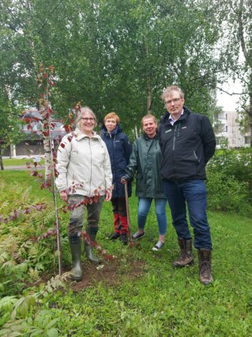 Neljä henkilöä pihalla, edustalla Kii Korhonen. Vieressä istutettu punakoivun taimi. Takana iso koivu ja kerrostaloja.