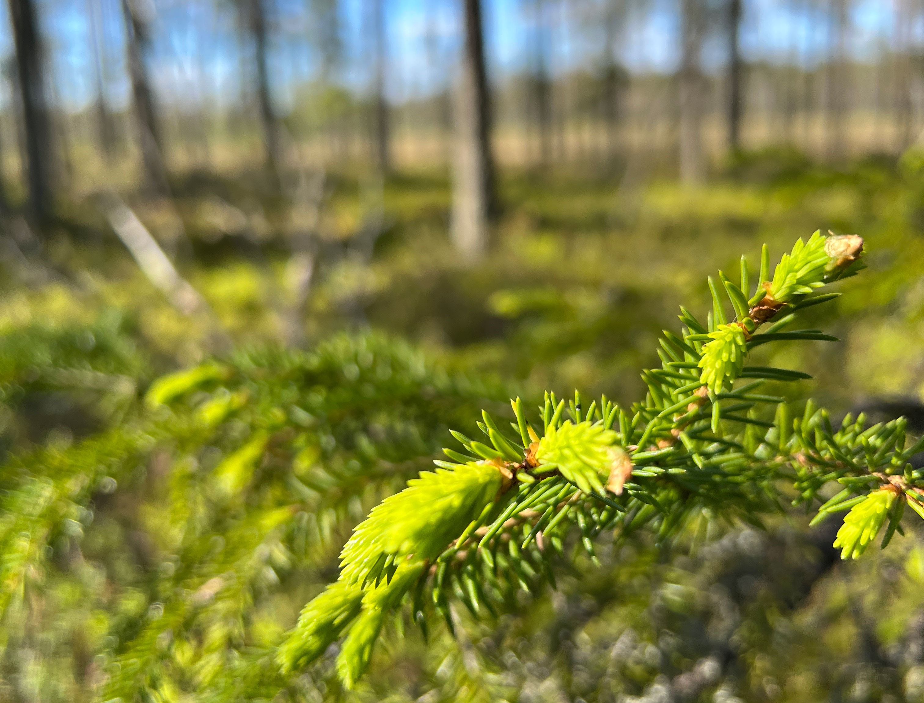 Lähikuva kuusen kerkistä metsässä.