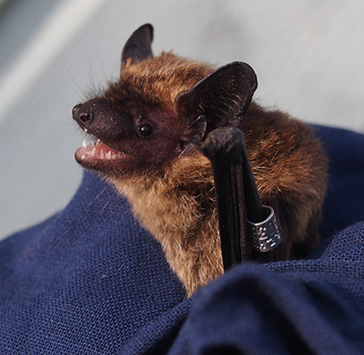 A bat is held in a hand wiht a cloth. The bat has a metal ring around its long arm.