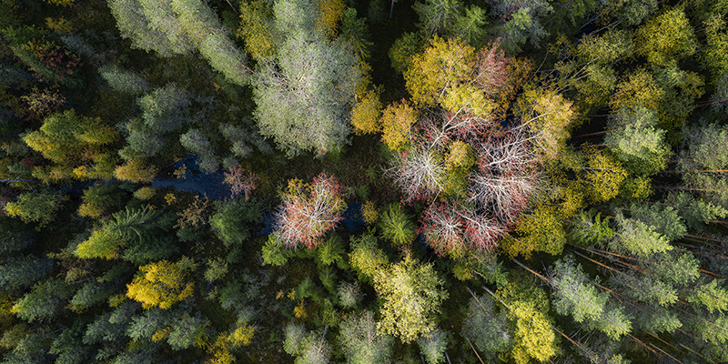 Ilmasta ylhäältä päin kuvattuja lehtipuita kasvamassa metsässä.