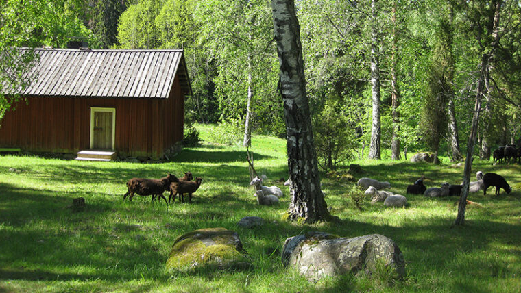 Lampaat laiduntavat lähellä Raaseporin rauniolinnaa. Kuva: Aino von Boehm.