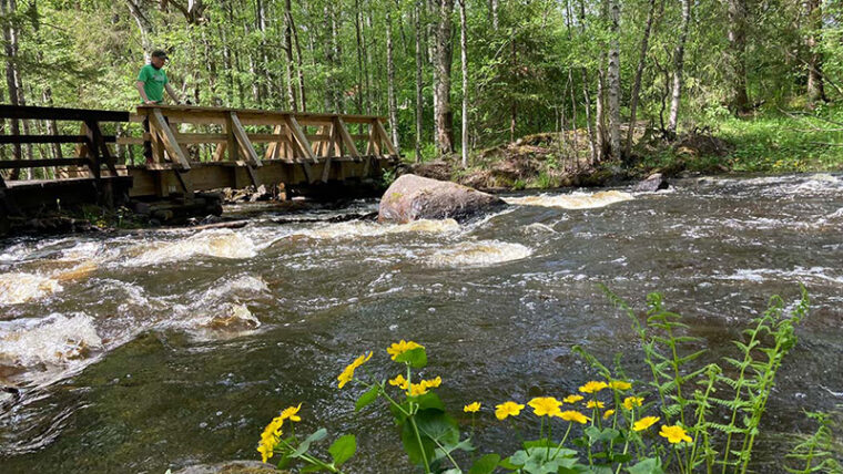 Ihminen katselee matalalalta puusillalta kuohuvaa virtaa metsässä.