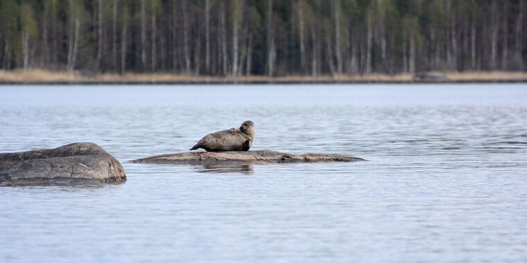 Hylje makaa kyljellään järven matalalla kivellä, katselee pää kohotettuna.