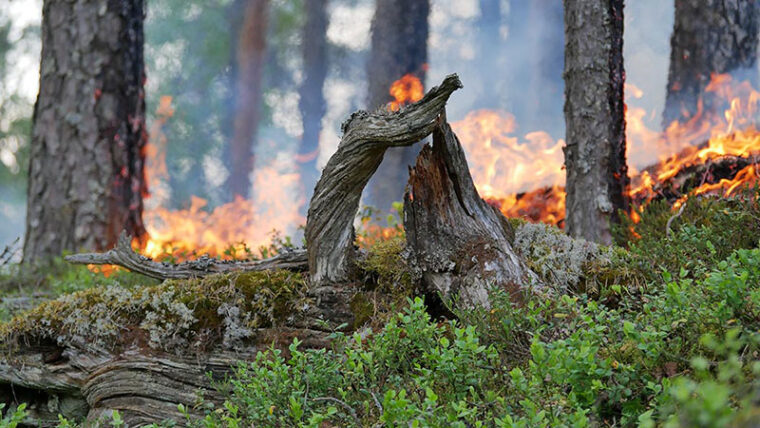 Mäntymetsän pohjakerros palaa.