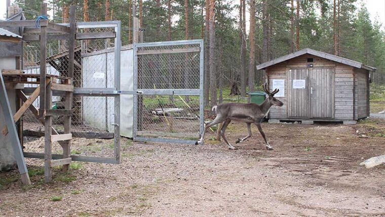 Nuori metsäpeura juoksee ulos häkin ovesta.