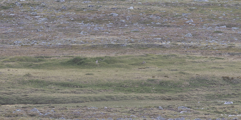 Tre ungar och en vuxen fjällräv syns framför boet. Bilden har tagits på mycket långt avstånd