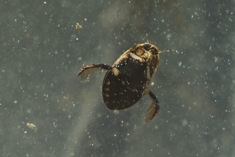 Veden alla uiva suuri kovakuoriainen vatsapuolelta kuvattuna.