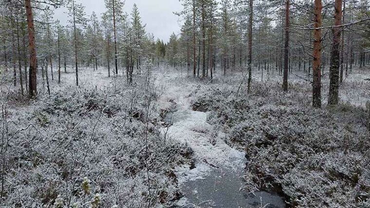 Ojalinja vähälumisessa maastossa.