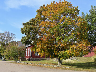 Ett stort lövträd vid en sandväg, bakom trädet ett gammalt träbyggnad.