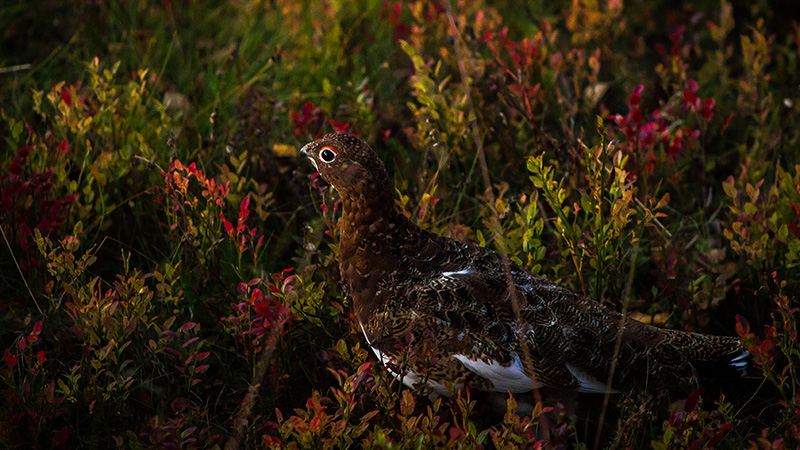 A gamebird stands on the ground in the shrub