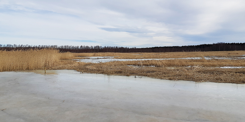 Merenrannan ruovikkoa talvella. Osa ruovikosta on niitetty matalaksi, korkea osa niitetään pois myös.