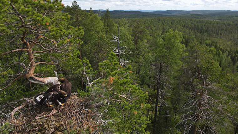 Kaksi isoa, vahvanokkaista petolintua risupesässä korkealla männyn latvassa, kuvattu ilmasta. Taustalla metsää.
