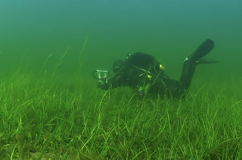 Sukeltaja kasvillisuuden peitossa olevalla merenpohjalla.