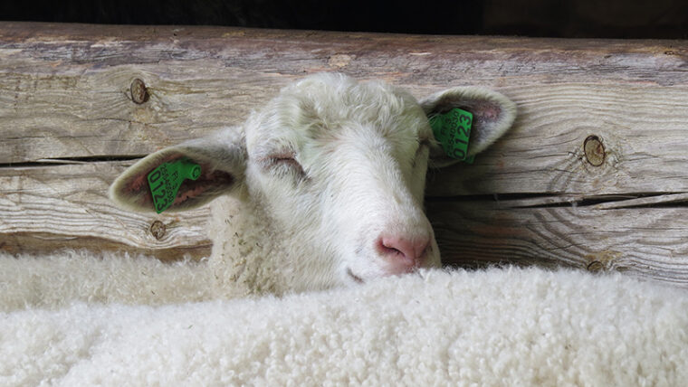 Lammas kuvattu läheltä, silmät kiinni, korvissa merkkilaput. Pää näkyy toisen lampaan selän takaa.