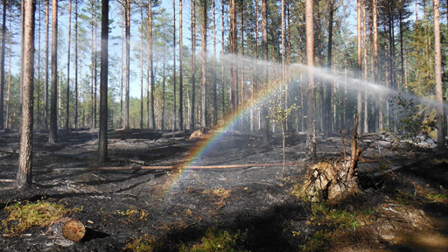 Mäntymetsää, missä maan pinta on palanut mustaksi. Vesisuihkuja suunnataan alueelle.