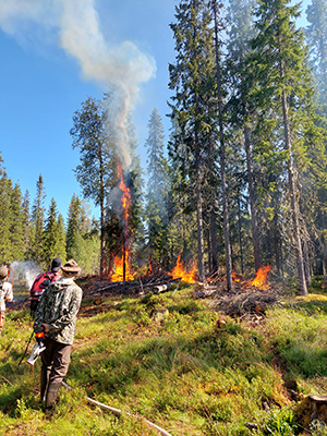 Ihmisiä seisoo metsän reunassa katsomassa tulta, joka palaa metsän puissa ja maassa.