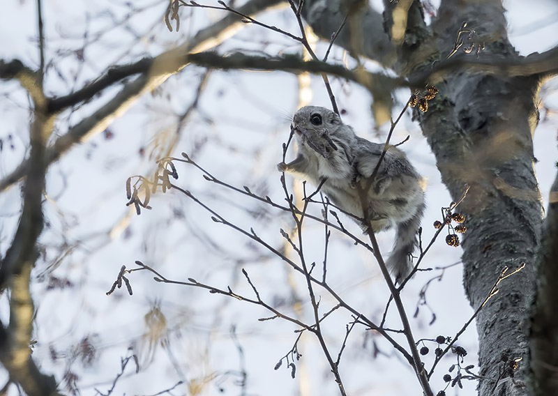 Liito-orava taiteilee ohuilla oksilla syömässä tervalepän norkkoja.