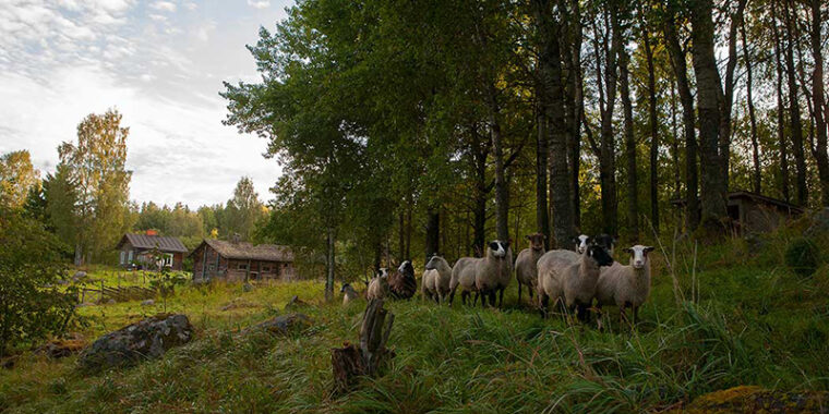 Får står i rad vid en lövträddunge, bakom dem gamla träbyggnader samt betesmark.