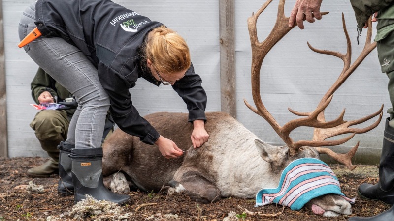 Nainen pistää neulaa nukkuvan metsäpeurahirvaan lapaan.