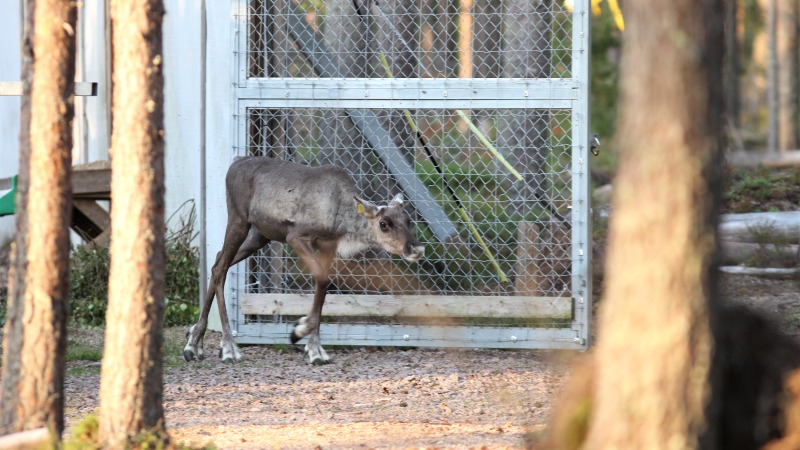 Korvamerkitty, sarveton metsäpeuravaadin kävelee ulos avoimesta portista.