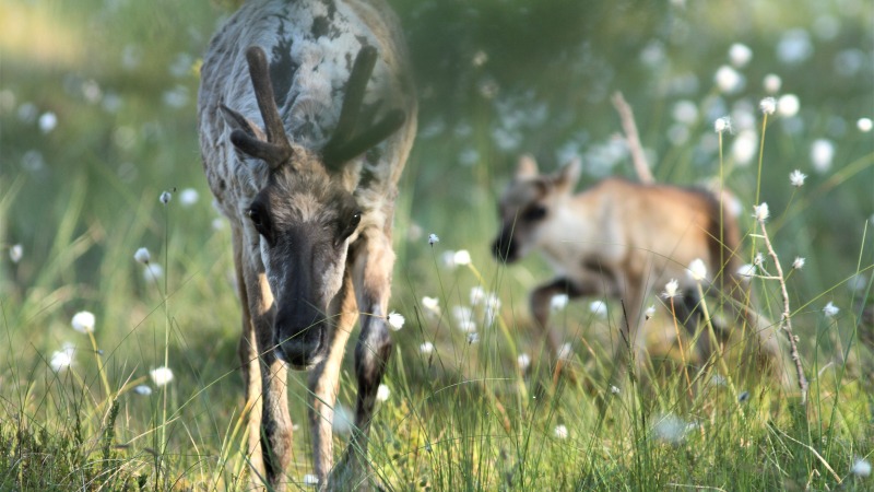 Metsäpeuravaadin kävelee kohti valokuvaajaa tupasvillaa kasvavalla suolla vasa perässään.