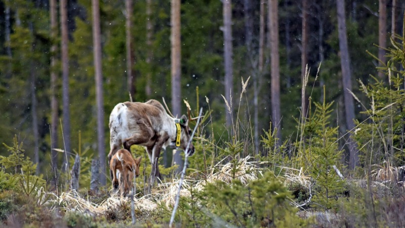 Kuusen taimikossa kävelee metsäpeuravaadin ja sen pieni vasa.