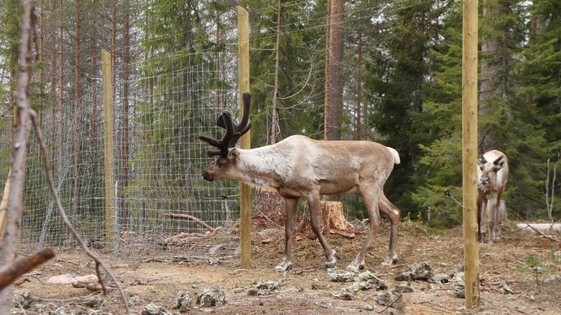 Metsäpeurahirvas katselee pää kallellaan ulos verkkoaitaan avatusta aukosta, toinen metsäpeura seuraa taustalla.