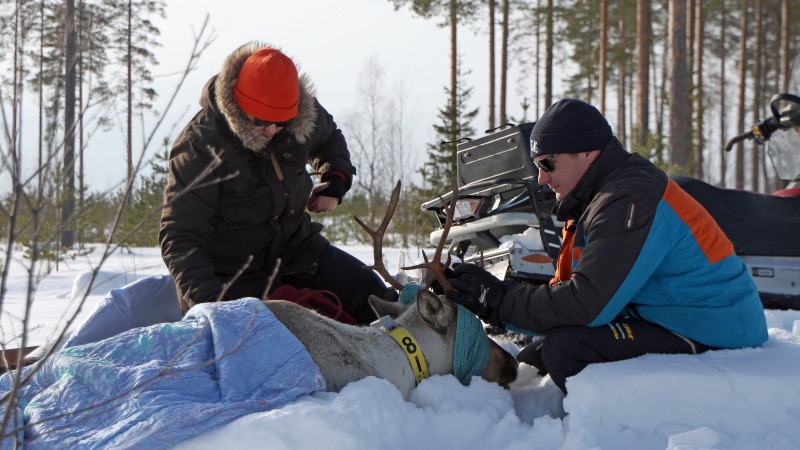 Lumihangessa makaa nukutettu metsäpeuravaadin, päällä peitto ja silmillä side. Kaksi henkilöä istuu hangessa metsäpeuran ympärillä ja auttavat metsäpeuraa. Taustalla näkyy moottorikelkka.