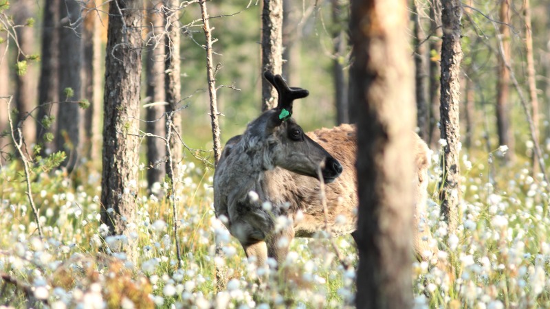 Korvamerkitty metsäpeuravaadin seisoo tupasvillaa kasvavalla, puustoisella suolla.