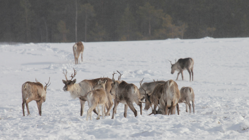 Metsäpeuratokka ja poro lumisella pellolla.