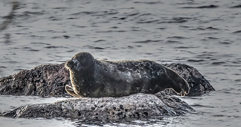 Saimaa ringed seal on a flat stone.