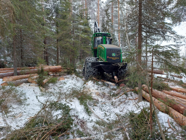 Metsäkone mäntyjä kasvavassa lehdossa. Maassa on kaadettuja runkoja.