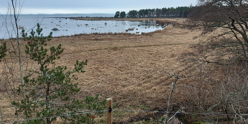 Matalaa heinää kasvavaa merenrantalaidunta, joka on aidattu metallilangalla.