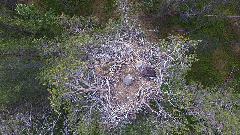 Ylhäältä kuvattu, oksista tehty avoin linnunpesä puun latvassa, pesässä aikuinen iso lintu ja poikanen.