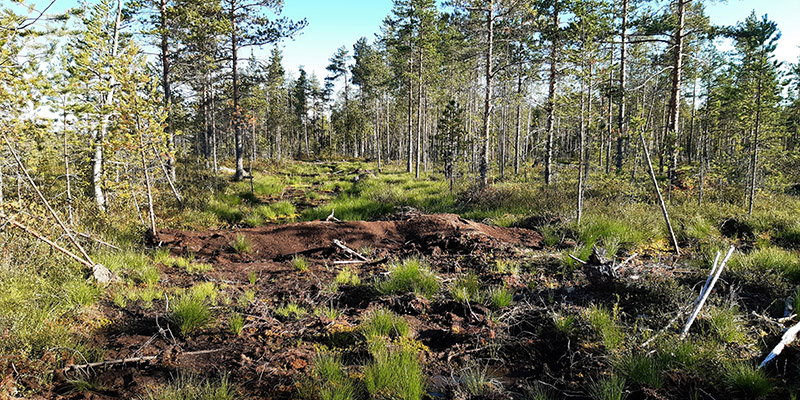 Pieniä havupuita kasvavaa maisemaa, missä maata on muokattu suorassa linjassa alueella, missä puita ei ole eli entinen oja on tukittu.