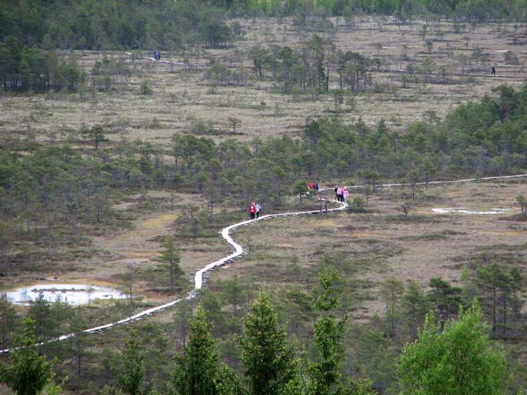 Useita retkeilijöitä kulkee pienissä ryhmissä mutkittelevaa pitkospolkua pitkin. Suolla on vesilampareita ja kitukasvuista puustoa.