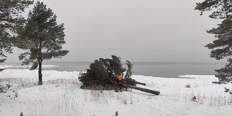 Lumen peittämää meren rantaa, henkilö kahden kaadetun mäntypuun vierellä.