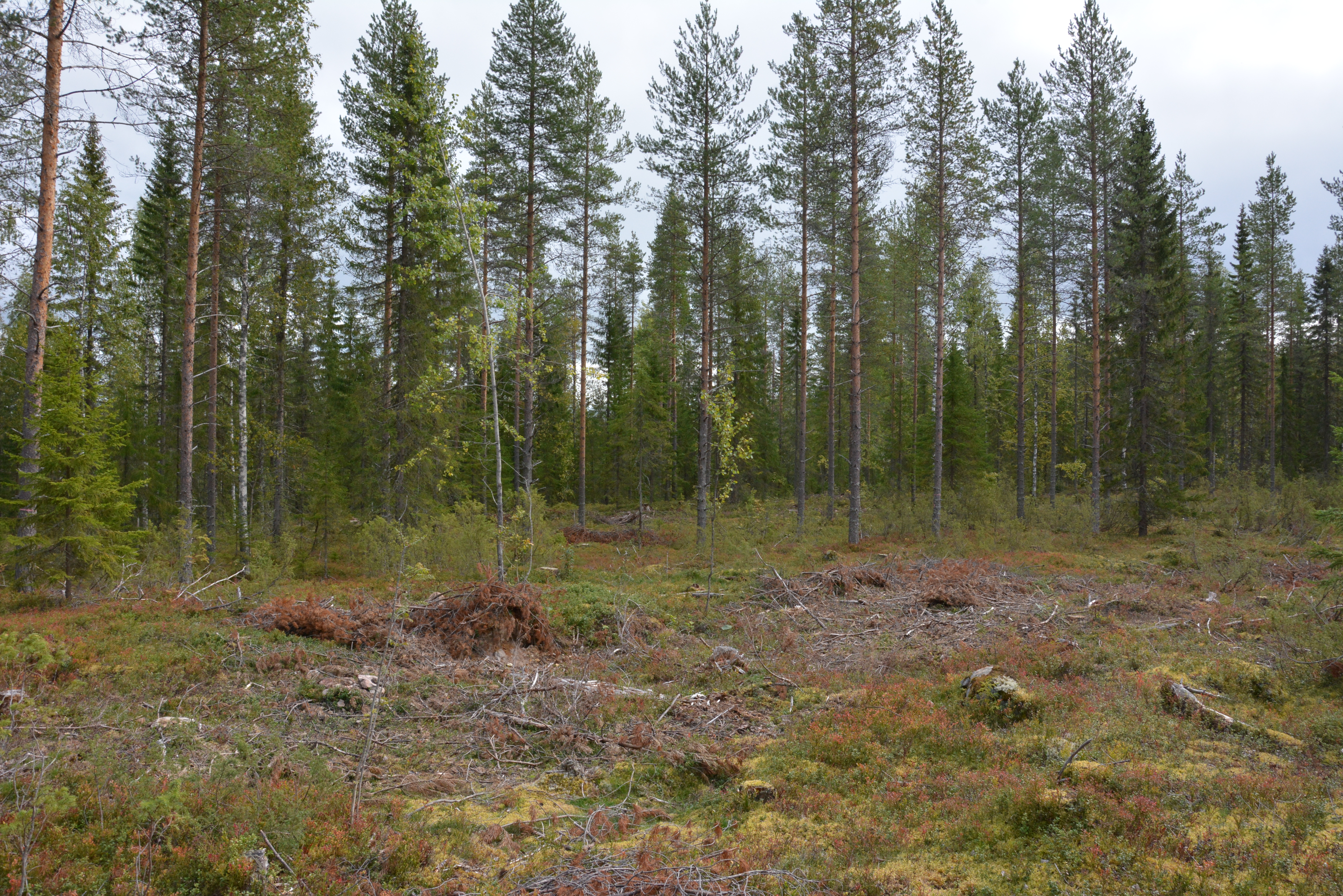 Mäntymetsää pienaukon reunalta kuvattuna kesällä.